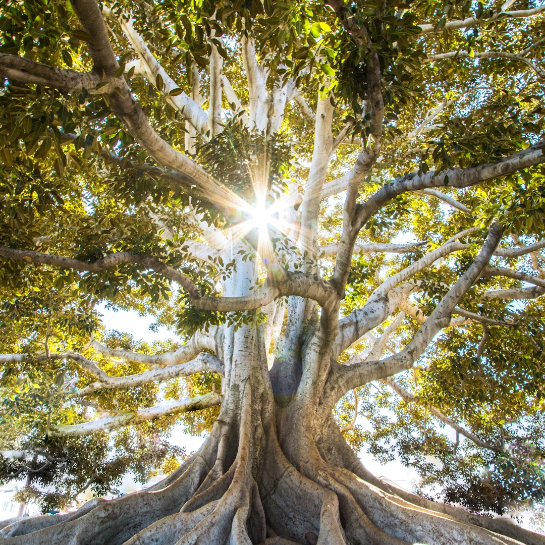 Nature meditation scene